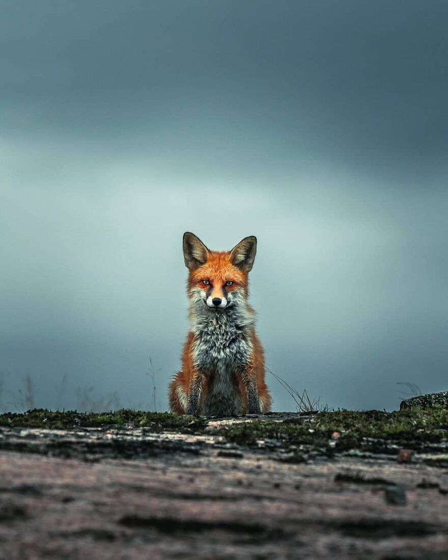Finnish Furry Fashion: Wildlife Photographer Turns Forest Critters Into Supermodels (47 New Pics)
