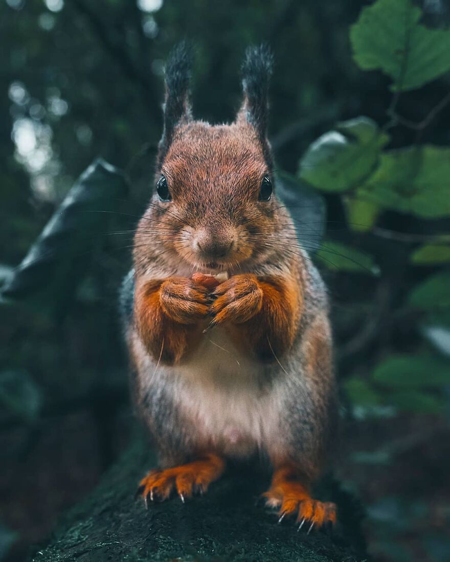 Finnish Furry Fashion: Wildlife Photographer Turns Forest Critters Into Supermodels (47 New Pics)