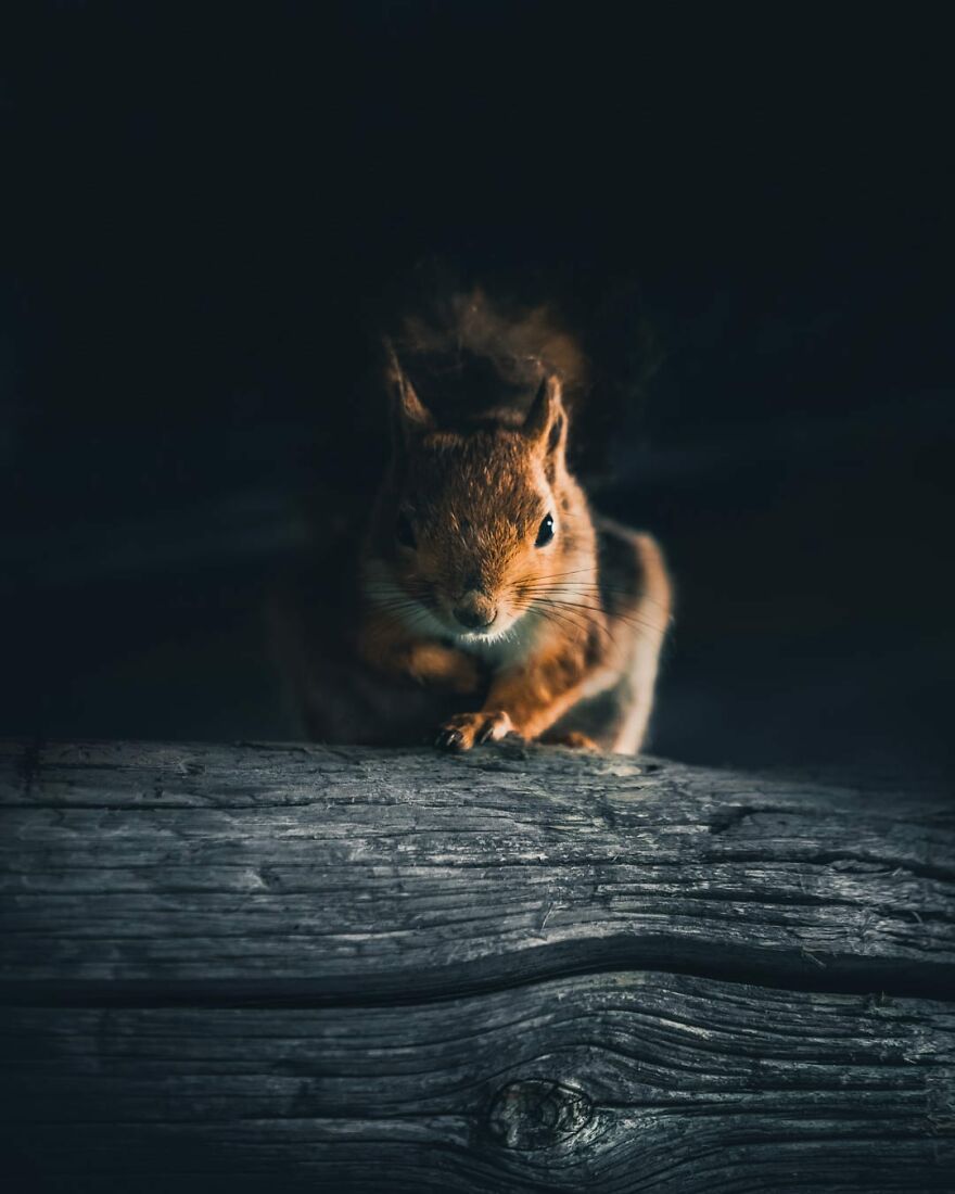 Finnish Furry Fashion: Wildlife Photographer Turns Forest Critters Into Supermodels (47 New Pics)