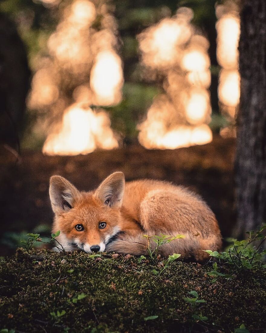 Finnish Furry Fashion: Wildlife Photographer Turns Forest Critters Into Supermodels (47 New Pics)