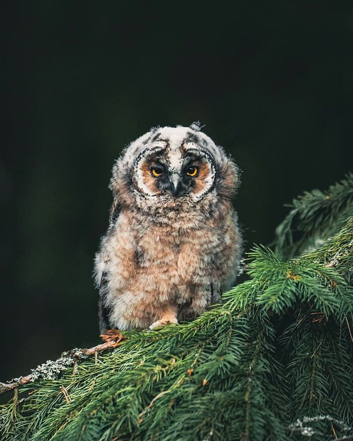 Fluffy young owl perched on green pine branch in the wild, surrounded by natural forest foliage and dark background.