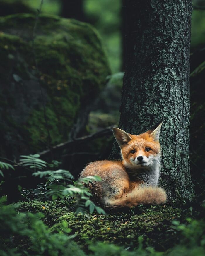 Fox resting by a tree in a lush green forest, captured in a wild nature photography scene.