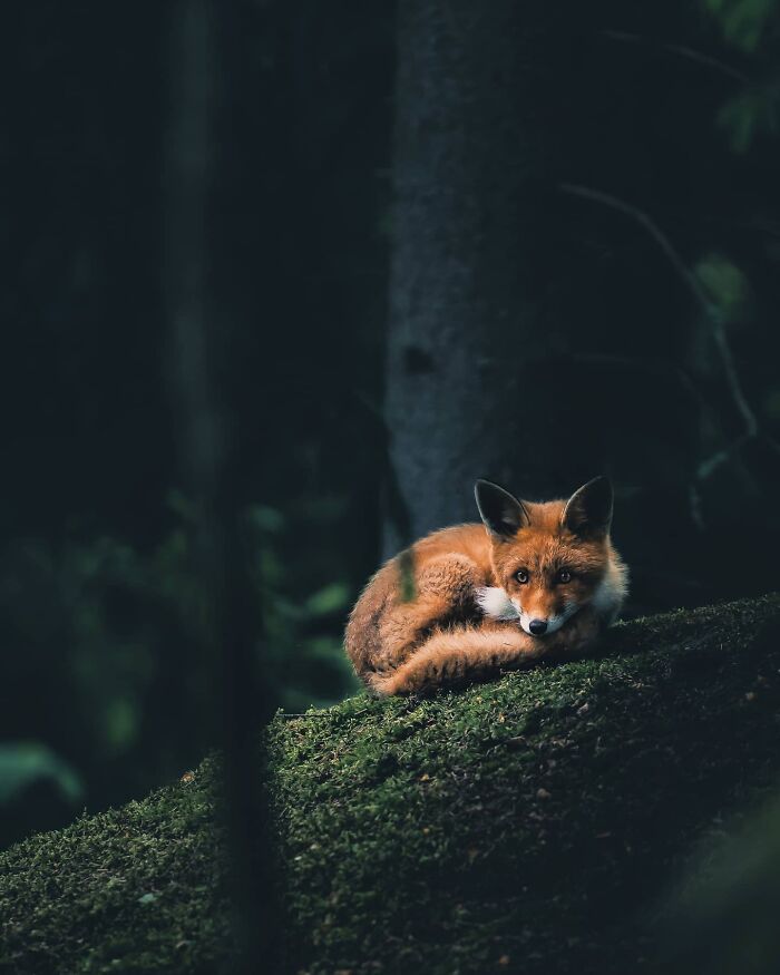 Fox curled up and resting on mossy ground in a dark forest, captured in a photographer's wild nature photo.