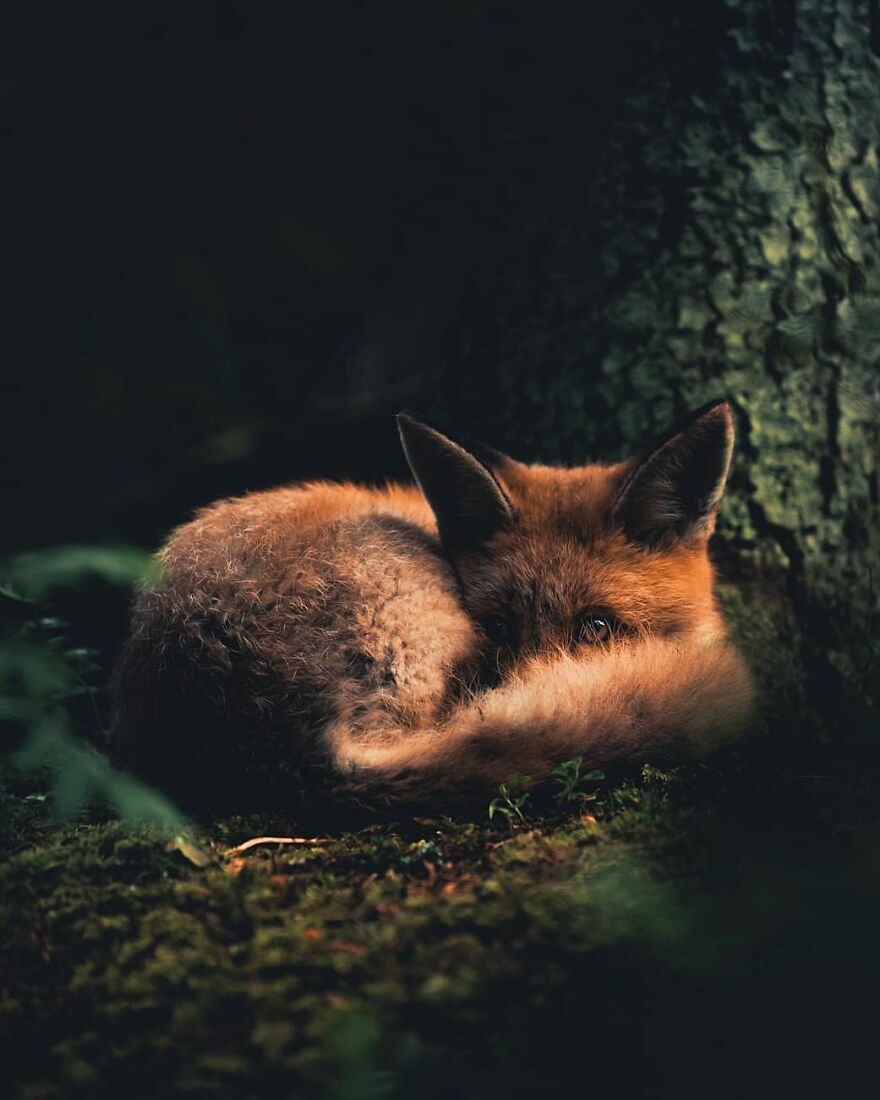Finnish Furry Fashion: Wildlife Photographer Turns Forest Critters Into Supermodels (47 New Pics)