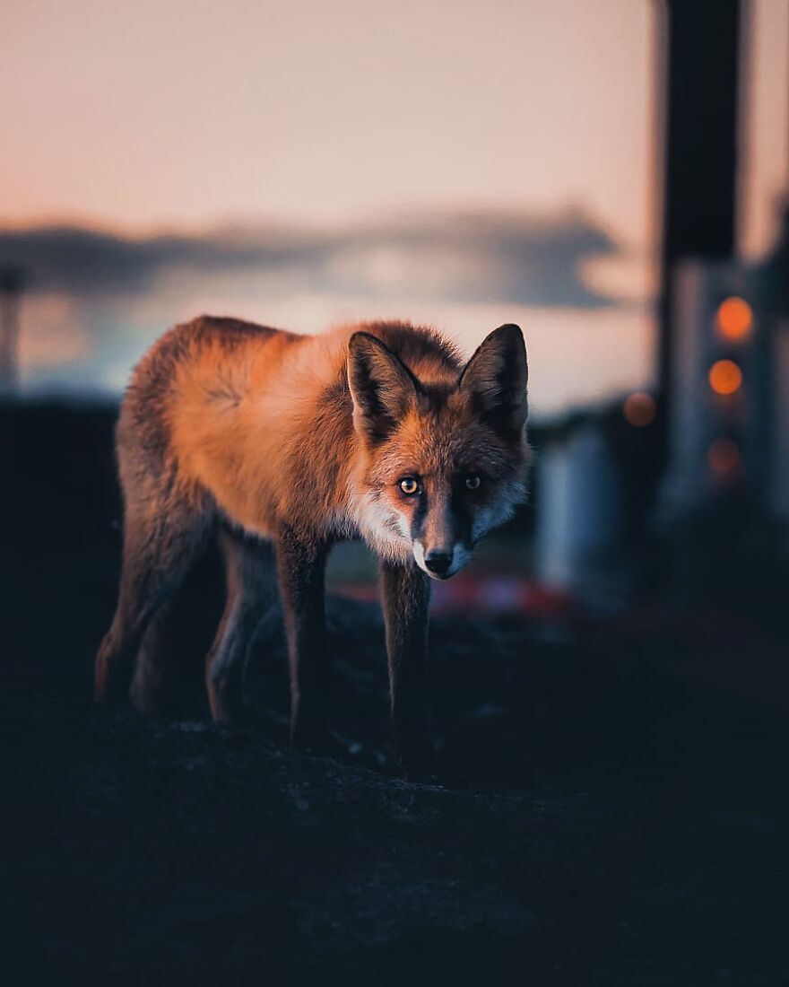 Finnish Furry Fashion: Wildlife Photographer Turns Forest Critters Into Supermodels (47 New Pics)