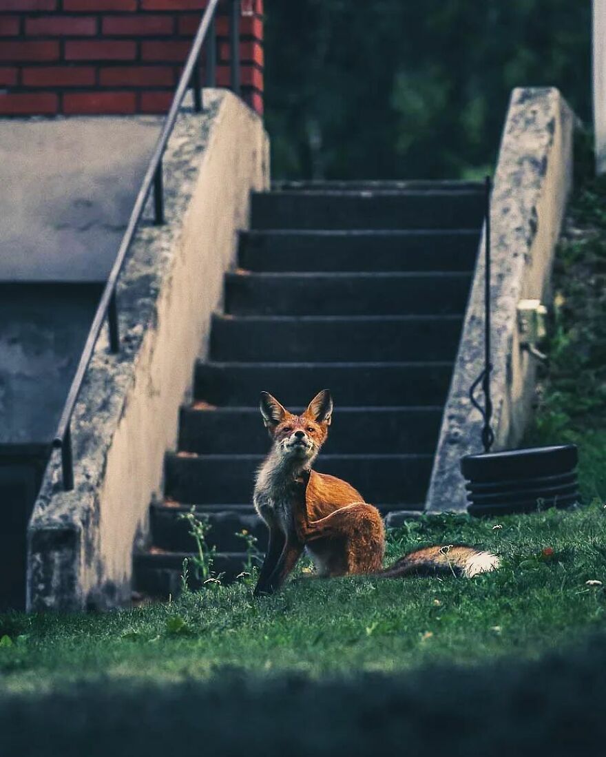 Finnish Furry Fashion: Wildlife Photographer Turns Forest Critters Into Supermodels (47 New Pics)