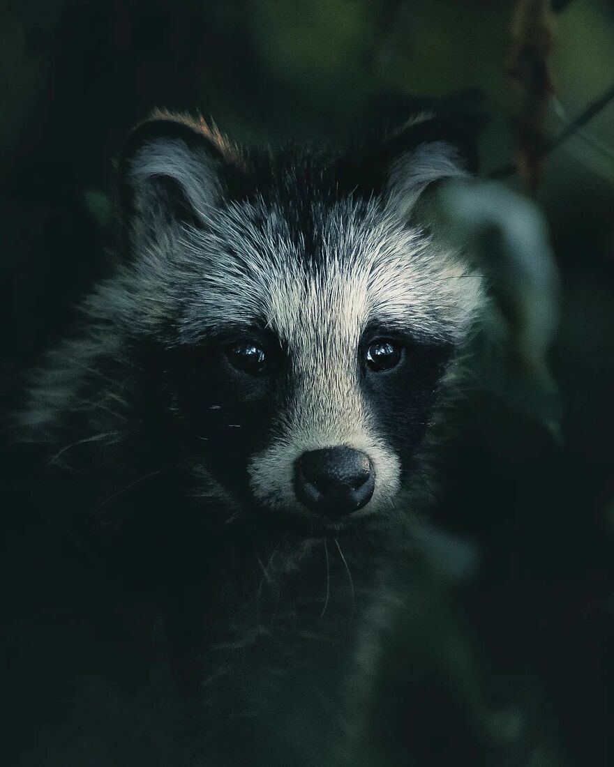 Finnish Furry Fashion: Wildlife Photographer Turns Forest Critters Into Supermodels (47 New Pics)