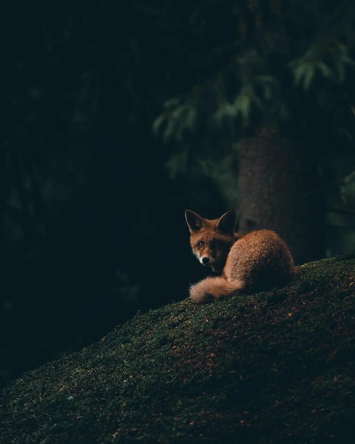 Fox resting on a mossy forest floor in a dark, wild setting captured by a skilled wildlife photographer.