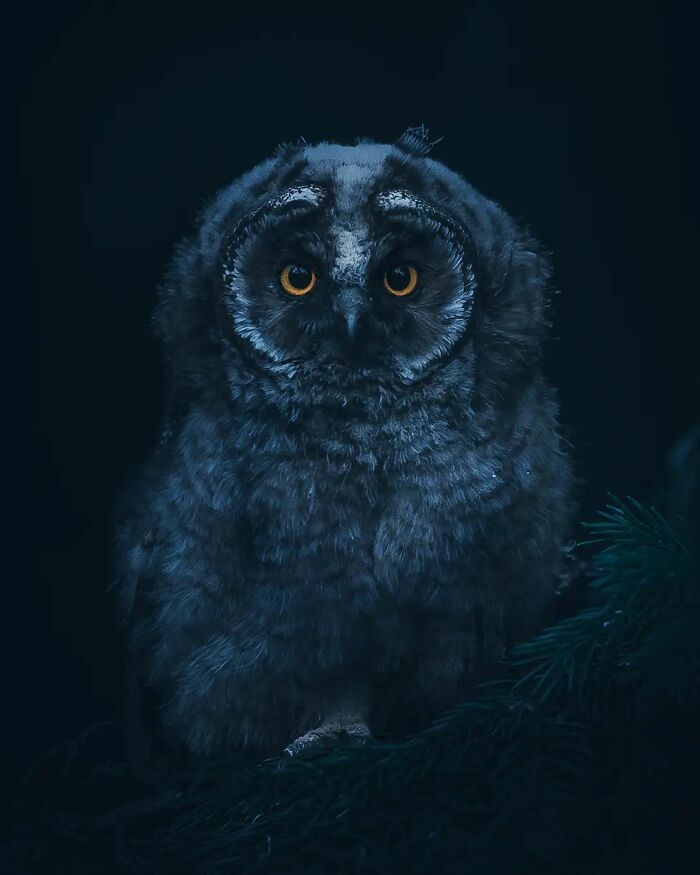 Owl with bright eyes perched on a branch in dark nature, captured in a wild wildlife photography moment.