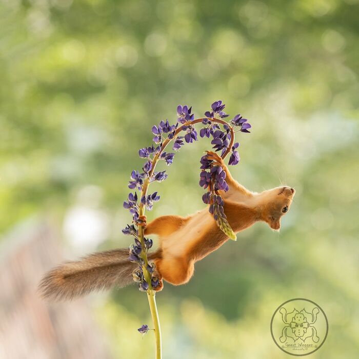 Geert Weggen: From Porch To Photography Studio, Capturing The Charm Of Swedish Wildlife (New Pics)
