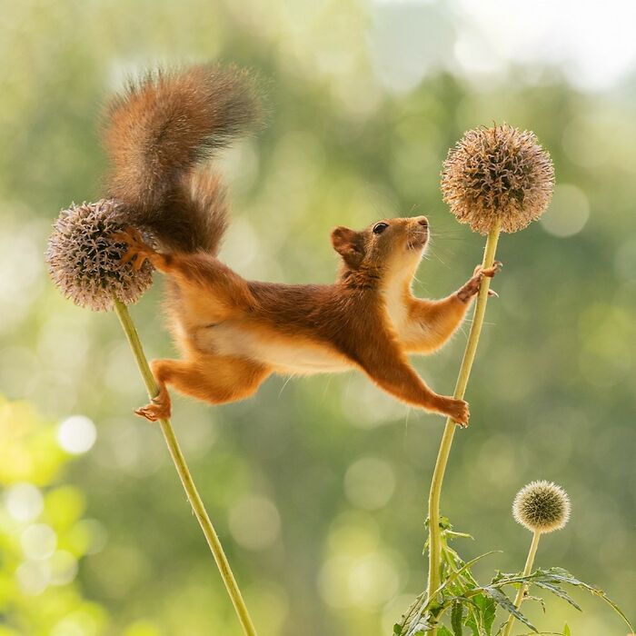 Geert Weggen: From Porch To Photography Studio, Capturing The Charm Of Swedish Wildlife (New Pics)