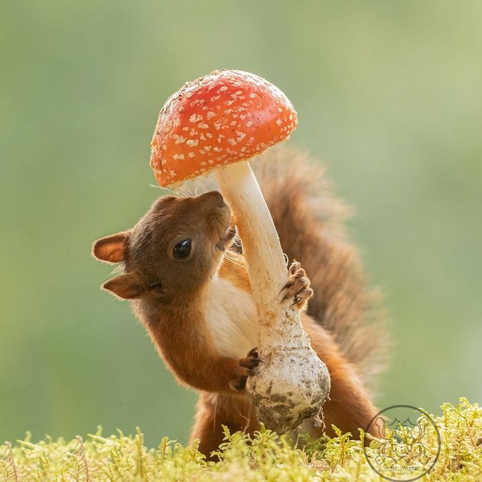Geert Weggen: From Porch To Photography Studio, Capturing The Charm Of Swedish Wildlife (New Pics)