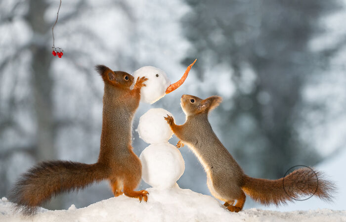 Geert Weggen: From Porch To Photography Studio, Capturing The Charm Of Swedish Wildlife (New Pics)