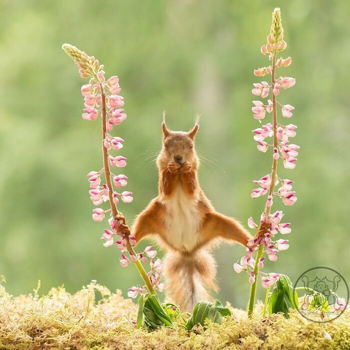 Geert Weggen: From Porch To Photography Studio, Capturing The Charm Of Swedish Wildlife (New Pics)