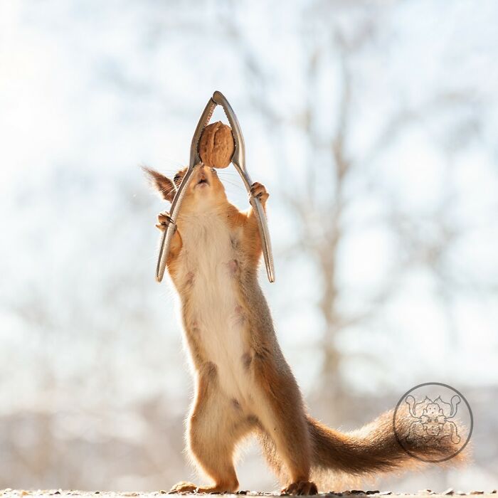 Geert Weggen: From Porch To Photography Studio, Capturing The Charm Of Swedish Wildlife (New Pics)