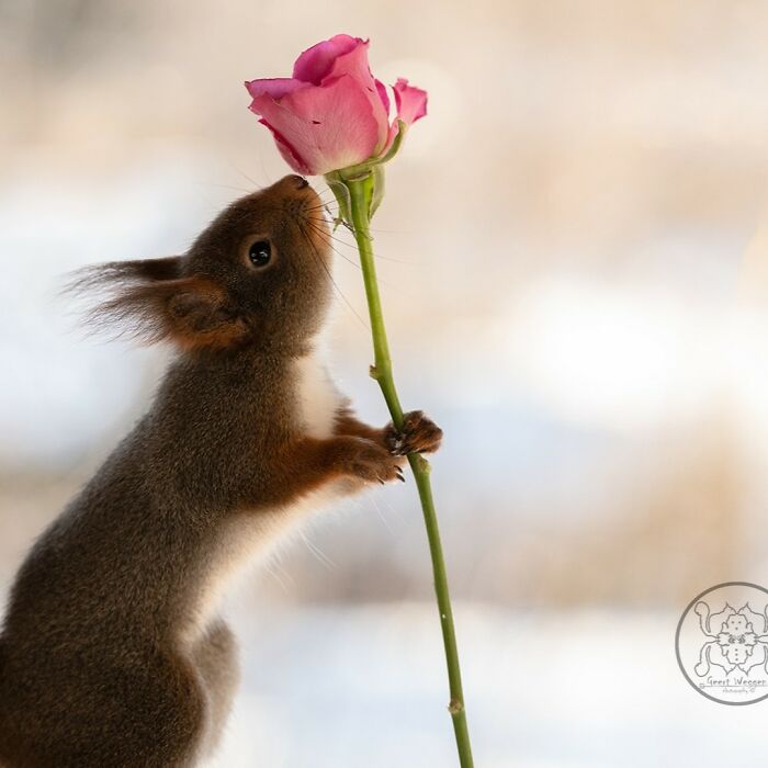 Geert Weggen: From Porch To Photography Studio, Capturing The Charm Of Swedish Wildlife (New Pics)