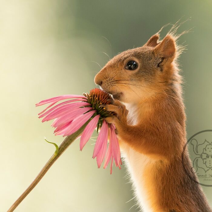 Geert Weggen: From Porch To Photography Studio, Capturing The Charm Of Swedish Wildlife (New Pics)