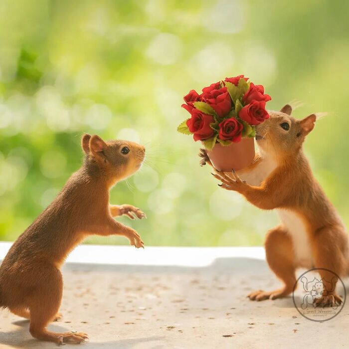 Geert Weggen: From Porch To Photography Studio, Capturing The Charm Of Swedish Wildlife (New Pics)