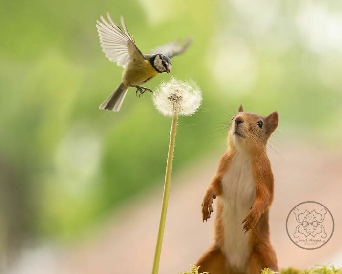 Geert Weggen: From Porch To Photography Studio, Capturing The Charm Of Swedish Wildlife (New Pics)