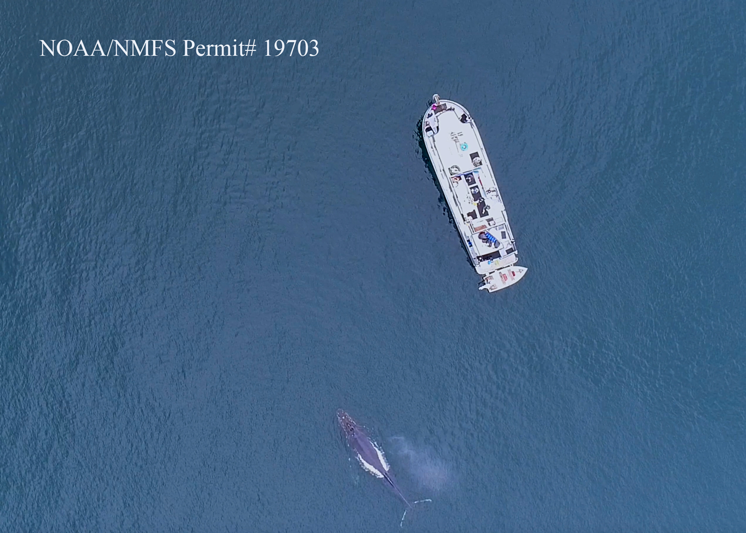 Scientists Hold A 20-Minute &lsquo;Conversation&rsquo; With A Whale Named Twain In His Own Language