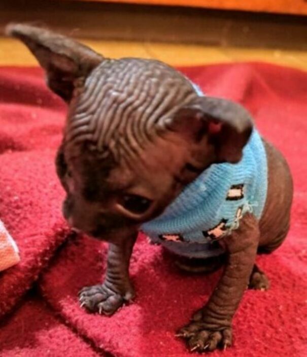 Sammie In Jammies Rescued 4/2/2024