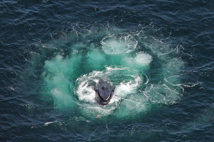 Scientists Hold A 20-Minute &lsquo;Conversation&rsquo; With A Whale Named Twain In His Own Language