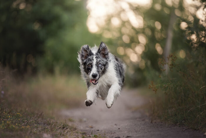 Border collie captured running joyfully on a dirt path surrounded by blurred natural greenery in the background.