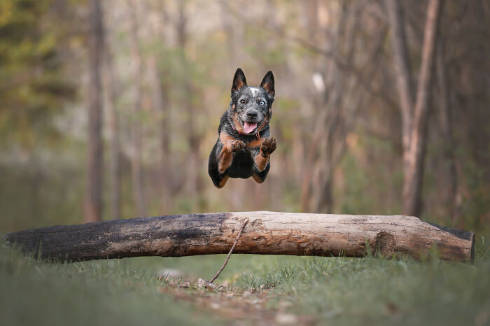 A joyful dog captured mid-air while running and jumping over a log in a natural outdoor setting.