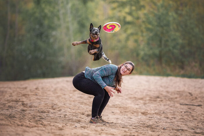 Dog on the run leaps joyfully over a woman crouching outdoors with a colorful frisbee in the background.