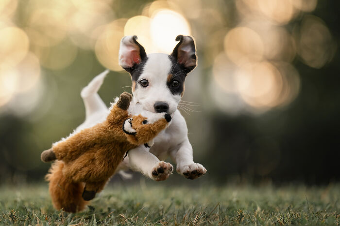 Puppy captured on the run outdoors with a toy in its mouth, showing joyful and playful energy in natural light.