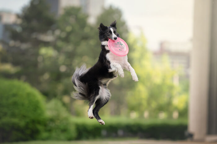 Border Collie captured on the run, joyfully catching a pink frisbee in a green outdoor park setting.