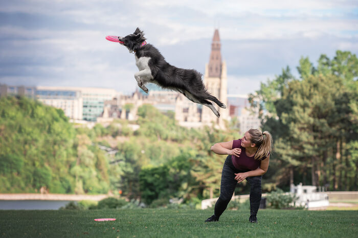 Border collie captured mid-air catching a pink frisbee, showcasing the joyful energy of dogs on the run outdoors.