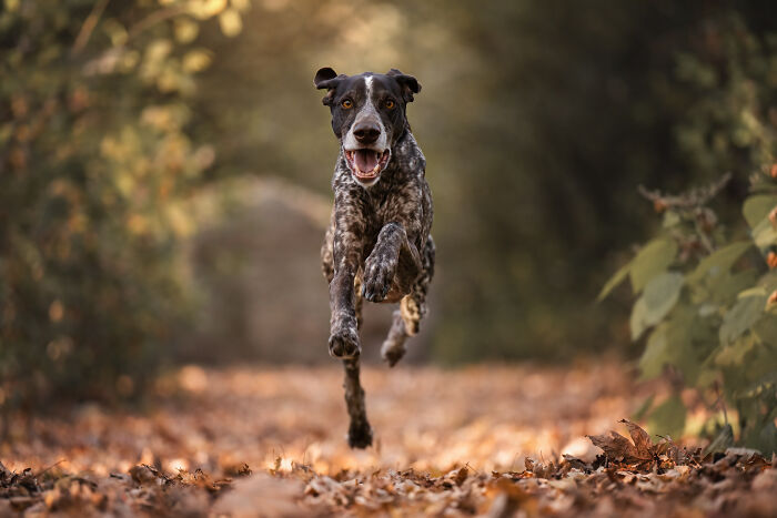 Dog running outdoors on a leafy path, capturing the joyful and adorable faces of dogs in motion.