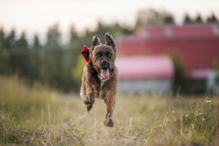 Dog running joyfully in a field with ears flapping and tongue out, capturing adorable faces of dogs on the run.
