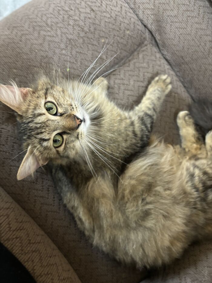 She’s Such A Pretty Cat