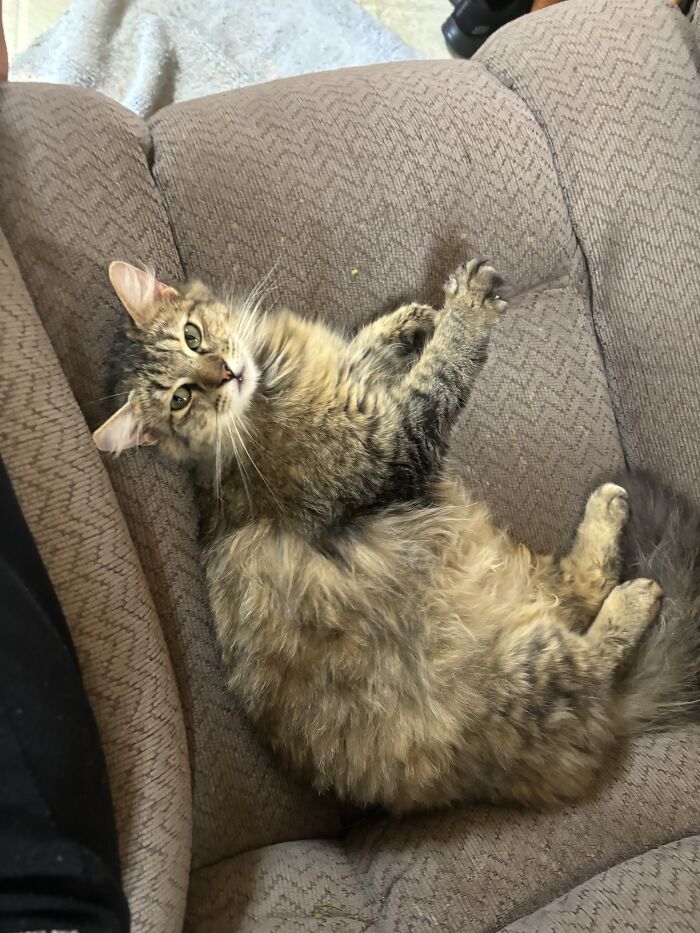 This Is The Most Photogenic Cat I’ve Seen, She’s My Grandmas Cat Her Name Is Fuzzy