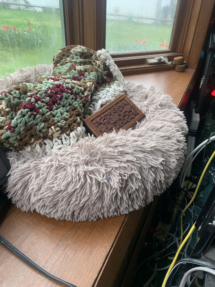 My Cats Name Was Stevie