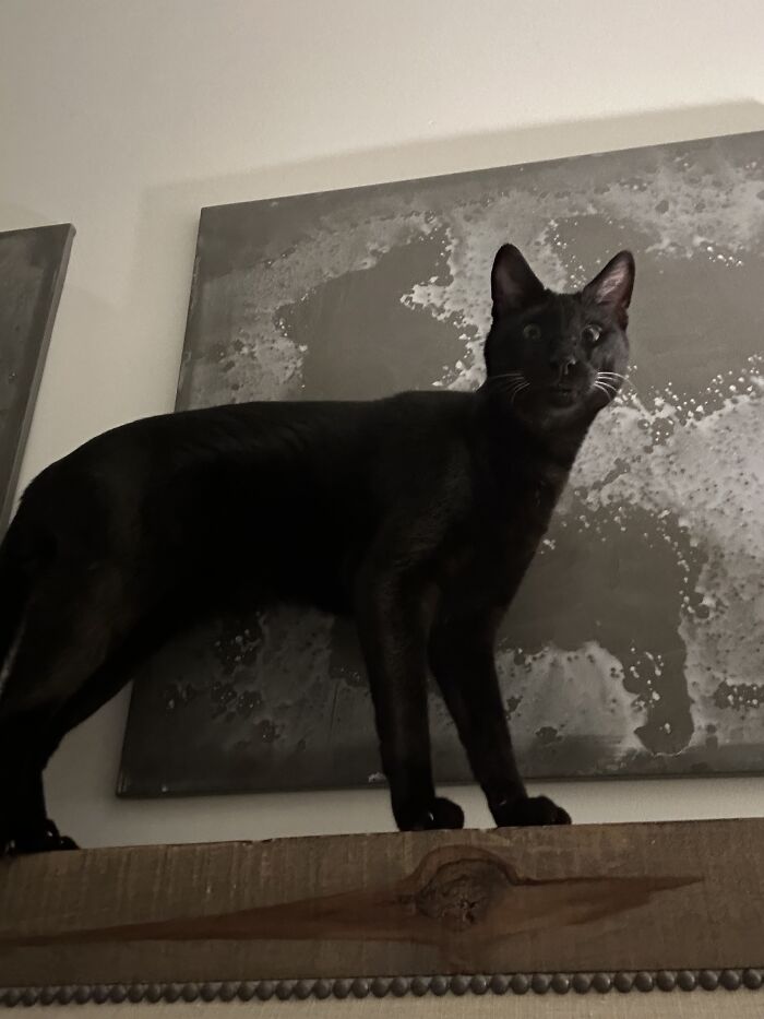 And Now Separately, This Is Kovu