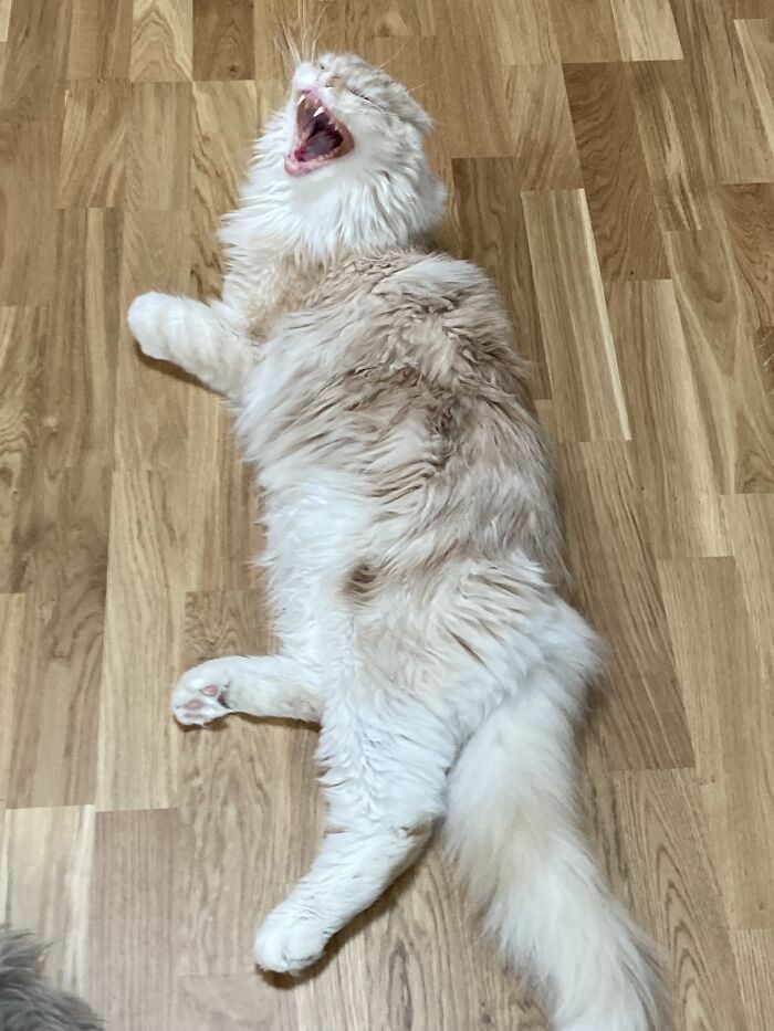 I’m A Snake I Tell You