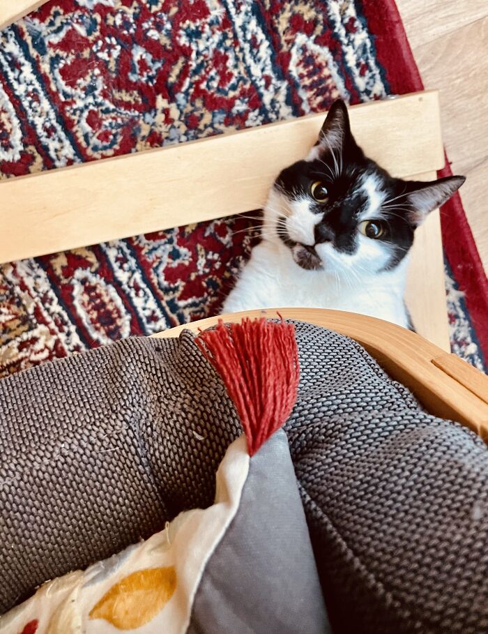 Lil’ Bob Caught Attacking The Underside Of My Chair