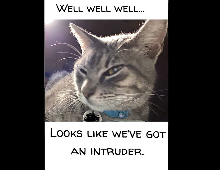 I Just Thought Their Expression Sorta Looked Like A Mafia Boss