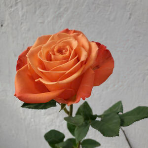 louisebenson-ralph avatar