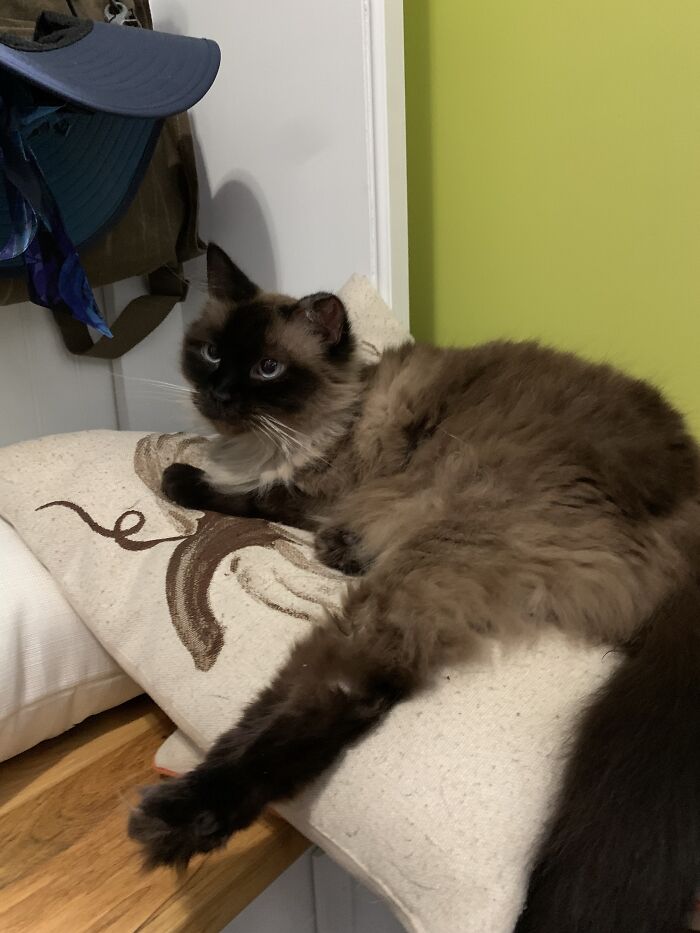 Scarlet The Beautiful Floof