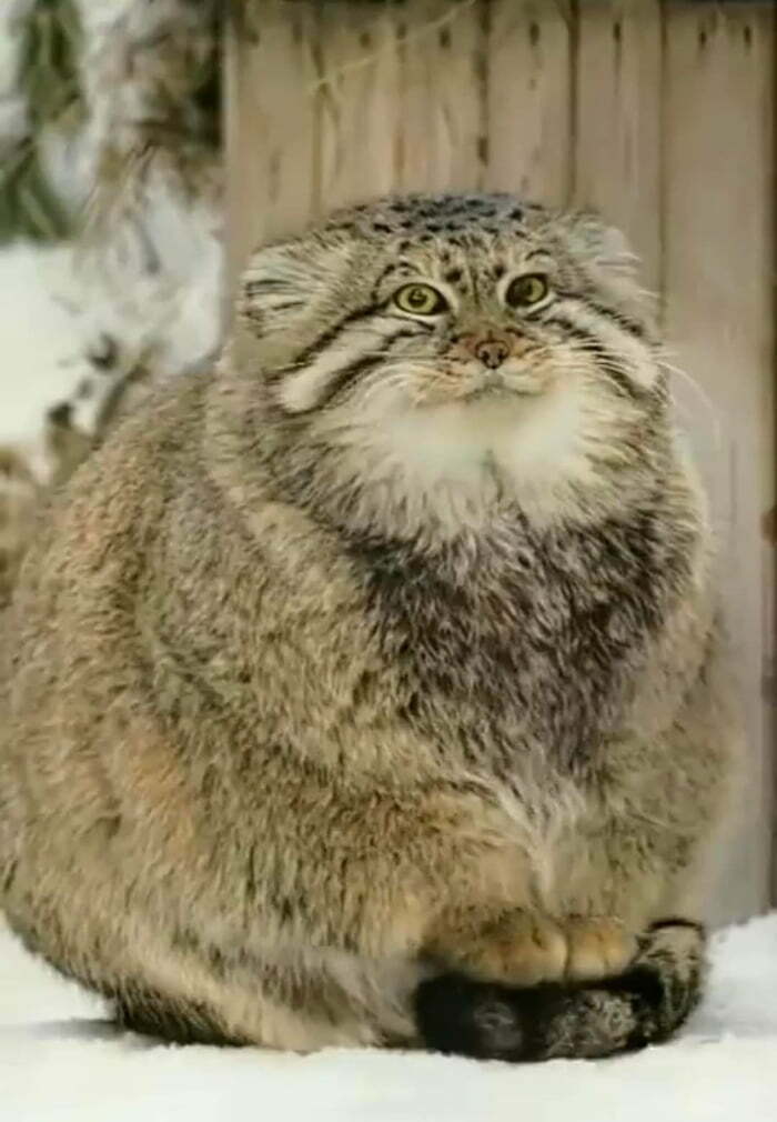 Pallas Cats