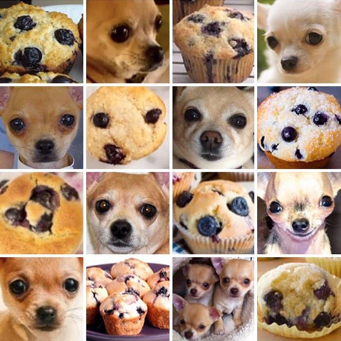 Funny Pictures Comparing Animals To Food