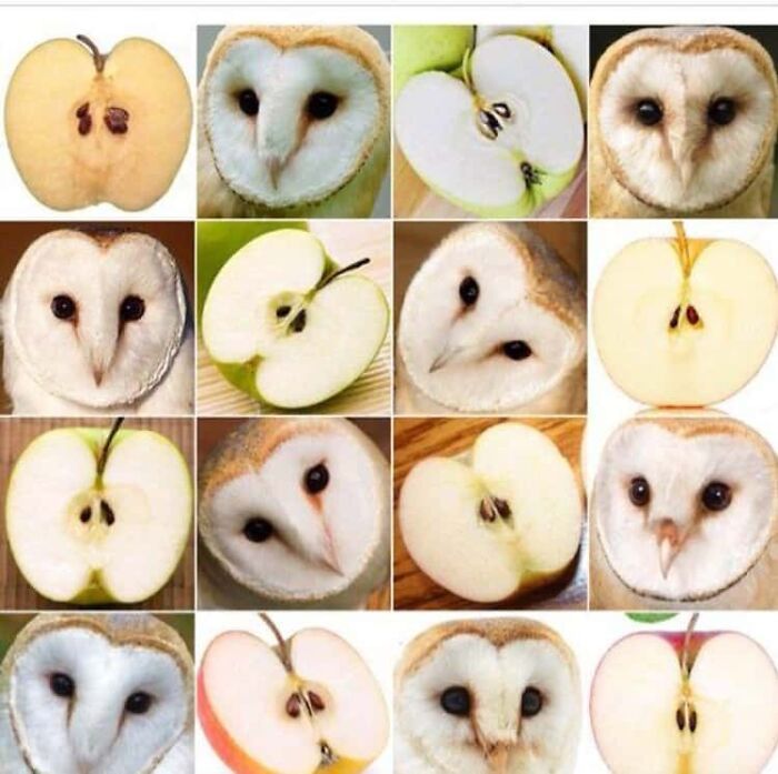 Funny Pictures Comparing Animals To Food