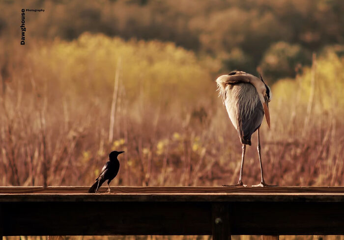 Friends For Life, The Blue Heron And Grackle Are Always Together…. Took This In Deltona Florida