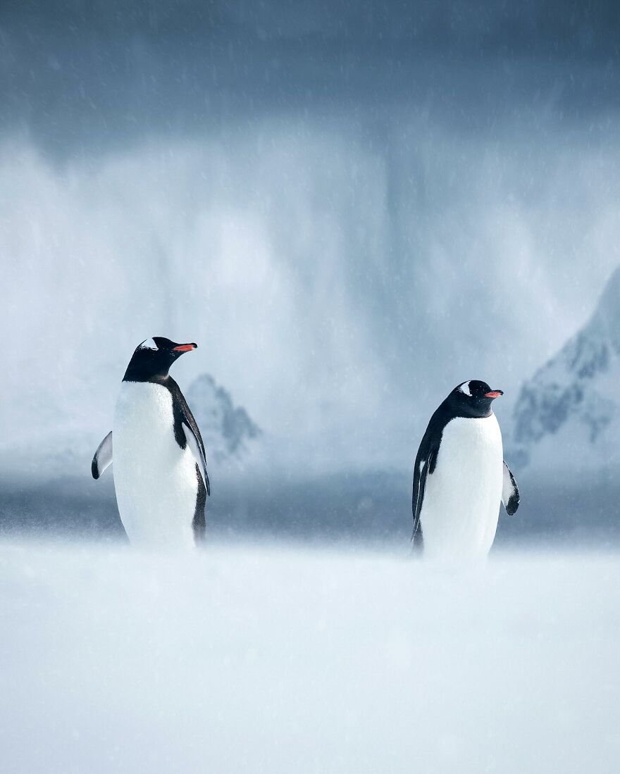 Into The Wild With Daniel Ernst: Capturing Nature's Majesty