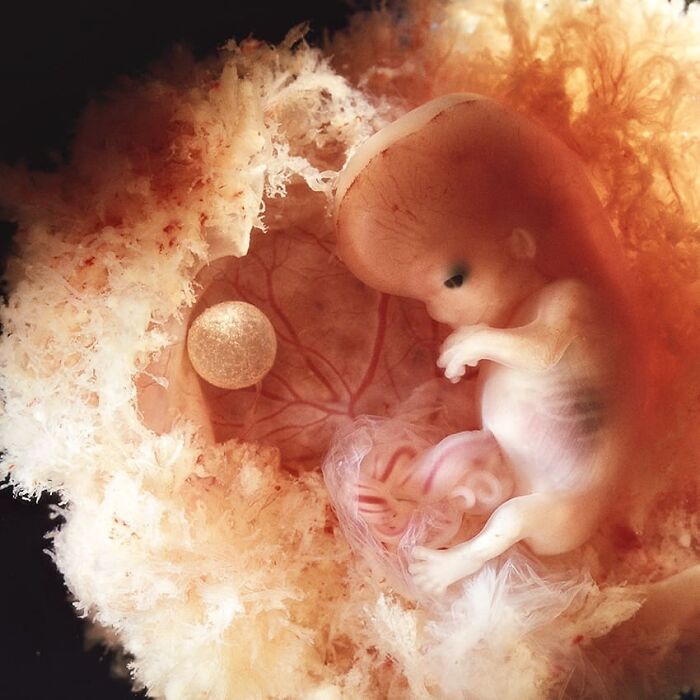 19 Groundbreaking Images By This Photographer Offering A Glimpse Into The Miracle Of Birth