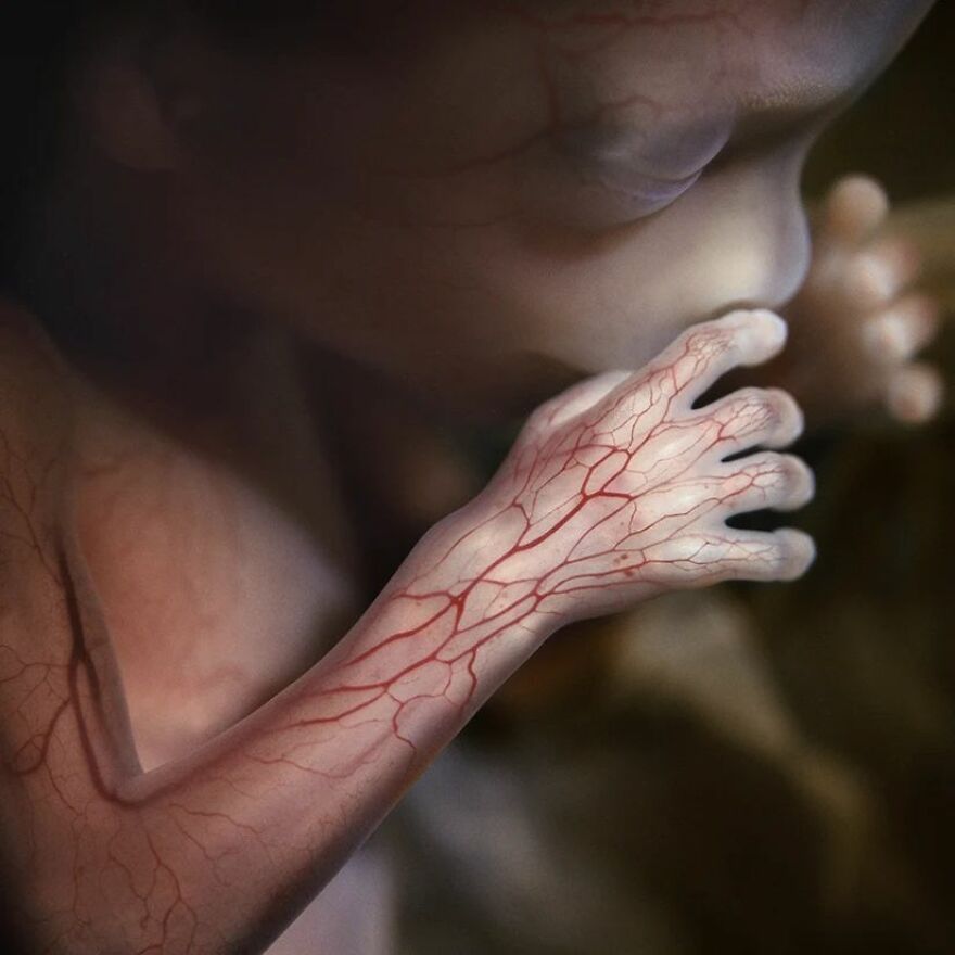 Meet Lennart Nilsson, The Photographer Who Spent 12 Years Photographing The Development Of Fetuses